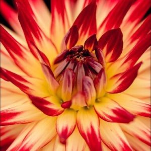 Meet your Posher, Dena